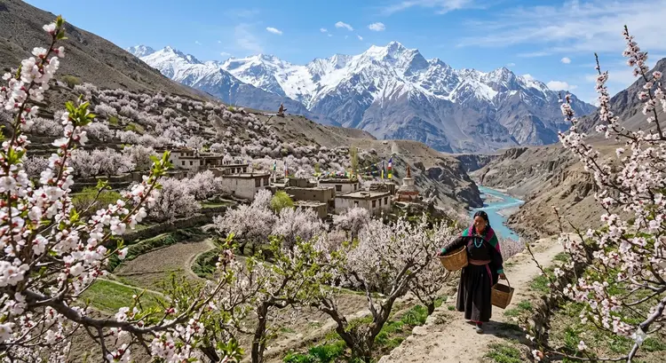 ལ་དྭགས་ཡུལ་ལ་ ཅུ་ལི་ མེ་ཏོག (སྤྱི་ལོ་ 2026ཡི་ དཔིད་དུས།)