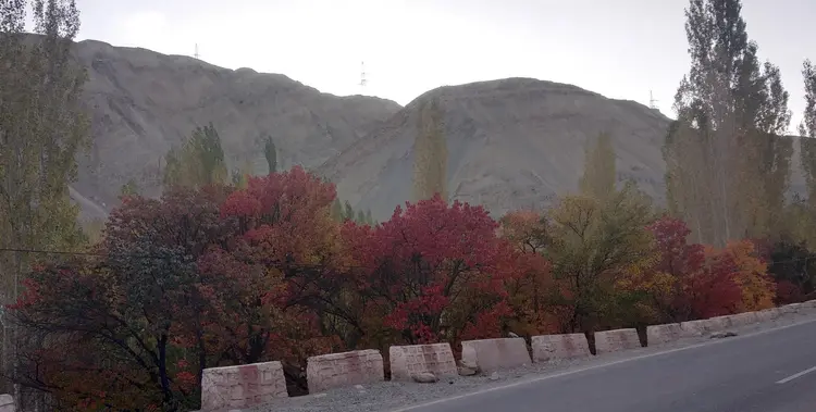 Autumn blossoms in Ladakh