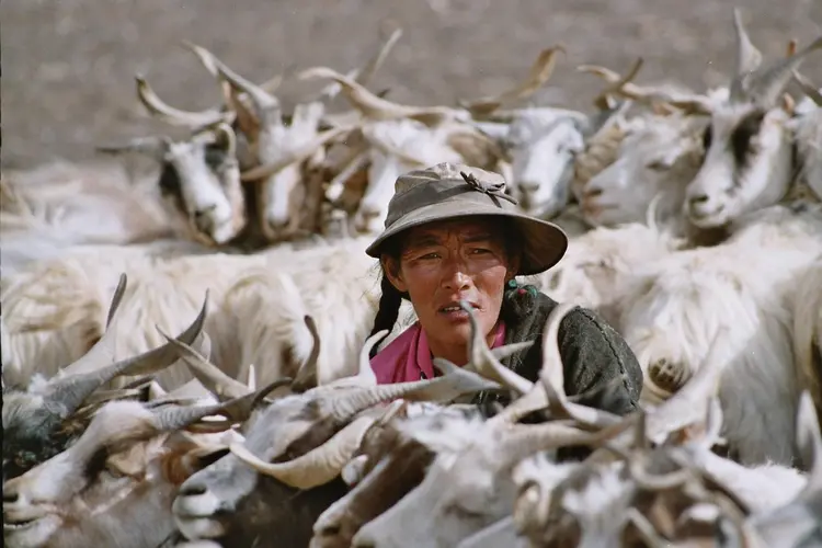 Milking goats (nomads in Changthang)