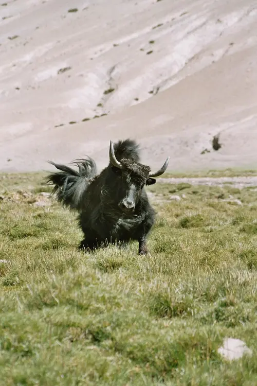 Prancing Yak