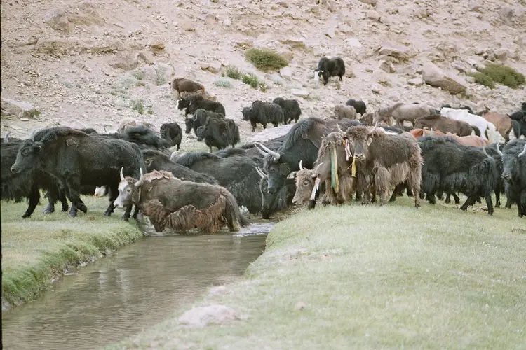Yak herd