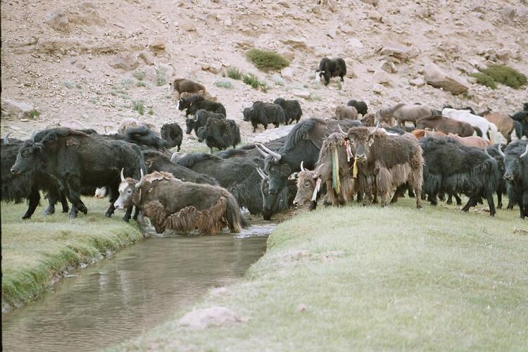 Yak herd