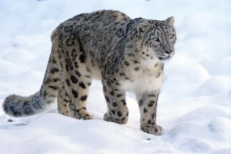 Snow Leopard [Image by Marcel Langthim from Pixabay]